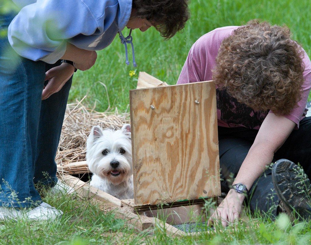 It Wasn’t the Dog’s Fault